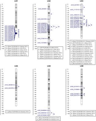 Pedigree-based QTL analysis of flower size traits in two multi-parental diploid rose populations